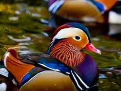 اردک نژاد ماندرین ... واقعا زیباست