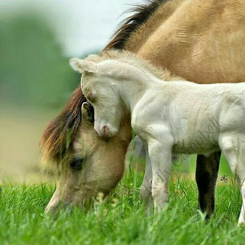 حیوانات اسب وکره اسب