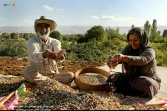 ایران ،خراسان رضوی ،شهرستان#درگز#چاپشلو#پسته