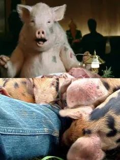یکی ازدلایلی که به فرد پرخور لقب خوک میدهند این است که خو