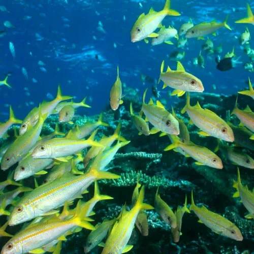 اندازه ماهیهای اقیانوس ها در سراسر جهان در پی افزایش دمای