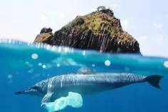 هاوایی اولین ایالتی است که استفاده از کیسه های پلاستیکی ر