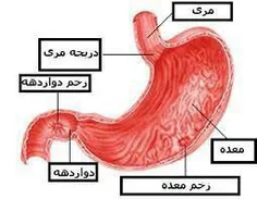 🔴  #زخم_معده 