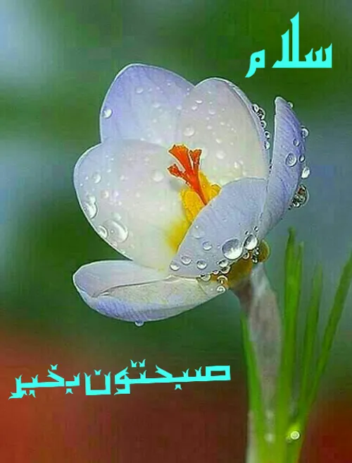 در این صبح زیبا