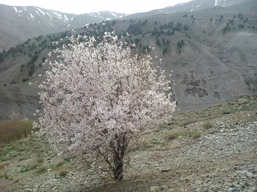 یک درخت پر از شکوفه در ارتفاعات دهبارمشهد،در منطقه ی درخت
