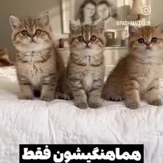 ملوس