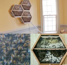یک شرکت پرورش زنبور عسل روش جالبی ابداع کرده است. این شرک