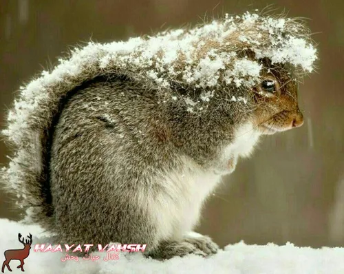زمانی که برف می بارد، سنجاب ها دمشان را بالای سرشان میگیر