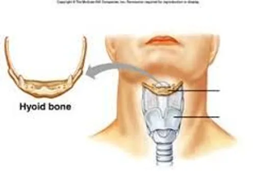 استخوان لامی (hyoid) واقع در گلوی شما تنها استخوانی در بد