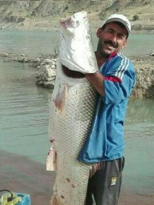 شکار ماهی غول پیکر در سد کوثر گچساران