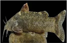 کشف و ثبت جهانی گونه‌ جدید ماهی به نام «علی دایی» !