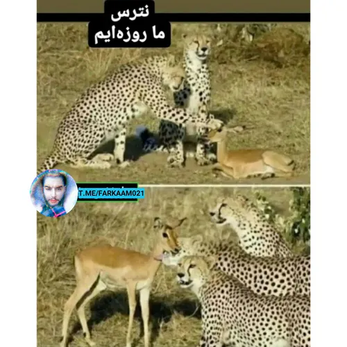 😂😂😂😂 | فرکام