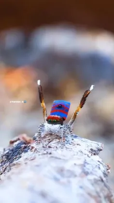 عنکبوت پیکاک یا عنکبوت طاووسی (Maratus volans) عنکبوت‌های