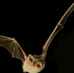 خفاش بدون دم برزیلی سریع ترین جانداری است که بر روی کره ز