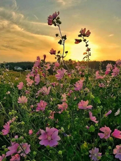 طبیعت گل زیبا ،