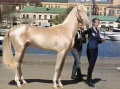 رنگش توووووووو حلقققققققققمم اسب و عشقه