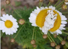 این گل جدبد م به افتخار دوستان انلاین اقا