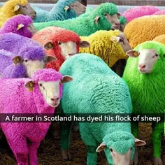 یک کشاورز با ذوق اسکاتلندی گله گوسفندان خود را به این صور