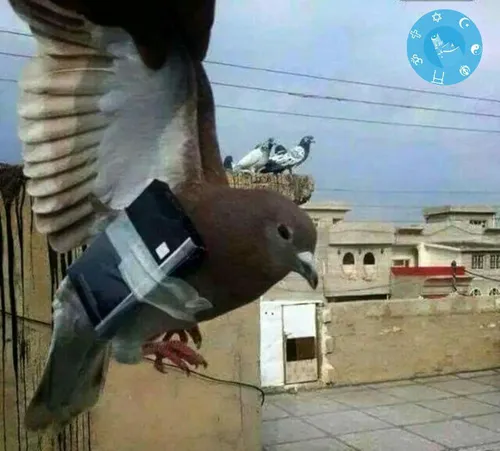 کبوترهای سیکار بر داعش