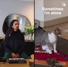 موزیک گربه