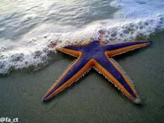 ستاره دریایی با رنگ های شگفت انگیز