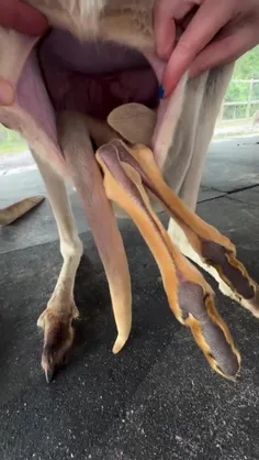 تا حالا داخل کیسه کانگورو رو دیده بودی!