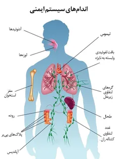 سبک زندگی غلط سبب تضعیف سیستم ایمنی شگفت انگیز بدن ما و ا