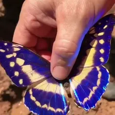 مورفو سیپریس Cypris morpho، یک پروانه مناطق نوگرمسیری بوم