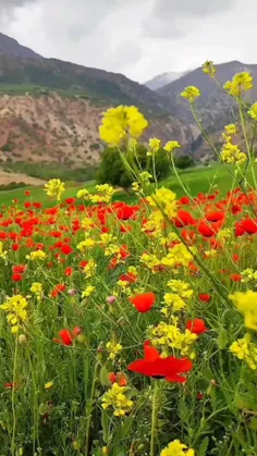 شقایقهای زیبای دهستان  مشایخ ، اردل ، چهار محال و بختیاری