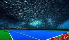 سالن تنیس در زیر آب