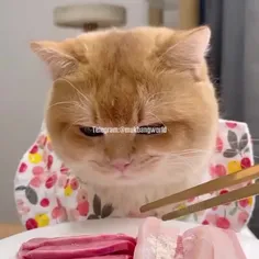 اسمر پیشیشش🐱🐱🍣🎀