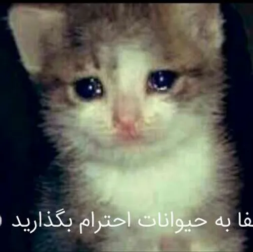 خواهش می کنم حیوانات را اسباب بازی بچه ها نکنید 😢