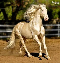 قشنگ ترین اسب جهان😮