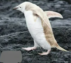 پنگوئن زال بسیار زیبایی در قطب جنوب