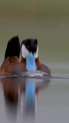 اردک سرخ‌رنگ (Ruddy duck) یکی از شش گونه اردک‌های دم سفت 