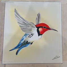 نقاشی مرغ مگس خوار 