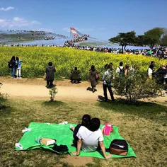 A young couple enjoy scenic view of Nemophila flower huge