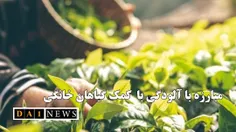 جلوگیری از آلودگی هوا و امواج مغناطیسی با استفاده از گیاه