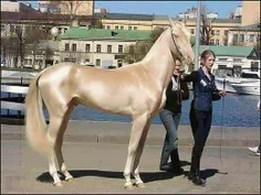 🌍 زیباترین و گرانترین اسب دنیا، نژاد ترکمن با قیمت ۲.۵ می