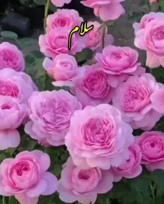 🌻سلام به چهارشنبه ۱۱ آبان خوش آمدید