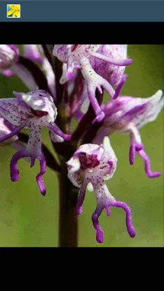 گل پسر به این میگن