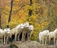 گرگ ها