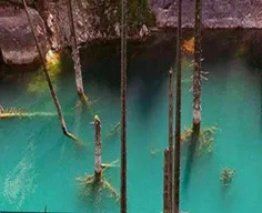 جنگل زیر آب نماد عجیب ترین دریاچه دنیاست که در قزاقستان و