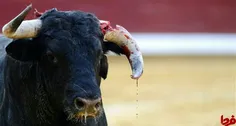 بلایی که در اسپانیا بر سر گاوها میاورند!!!!!!!