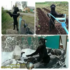 سگی تربیت شده در فرانسه که تمام کارهای مزرعه روانجام میده