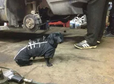 سگ پا کوتاه کمک تعمیرکار روس