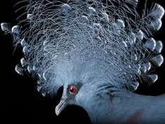 📷 کبوتر تاجدار - اهایو، آمریکا