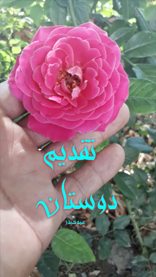 عکس نوشته sedigheh 24428301 - عکس ویسگون