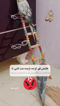 اومده منت کشی و خانمی که