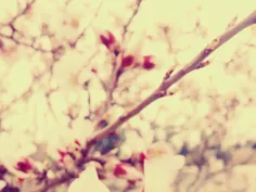 اولین شکوفه ها